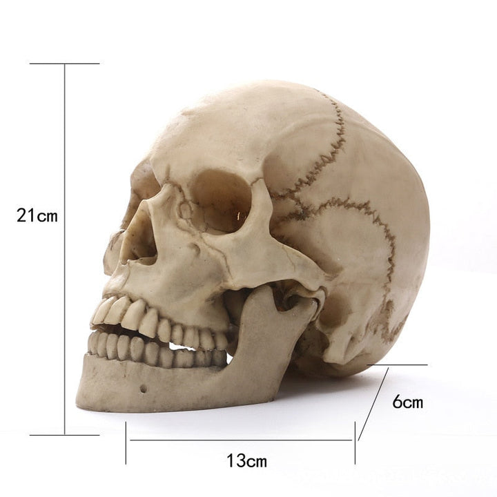 Realistisk Menneskelig Kranie i Resin til Halloween og Undervisning