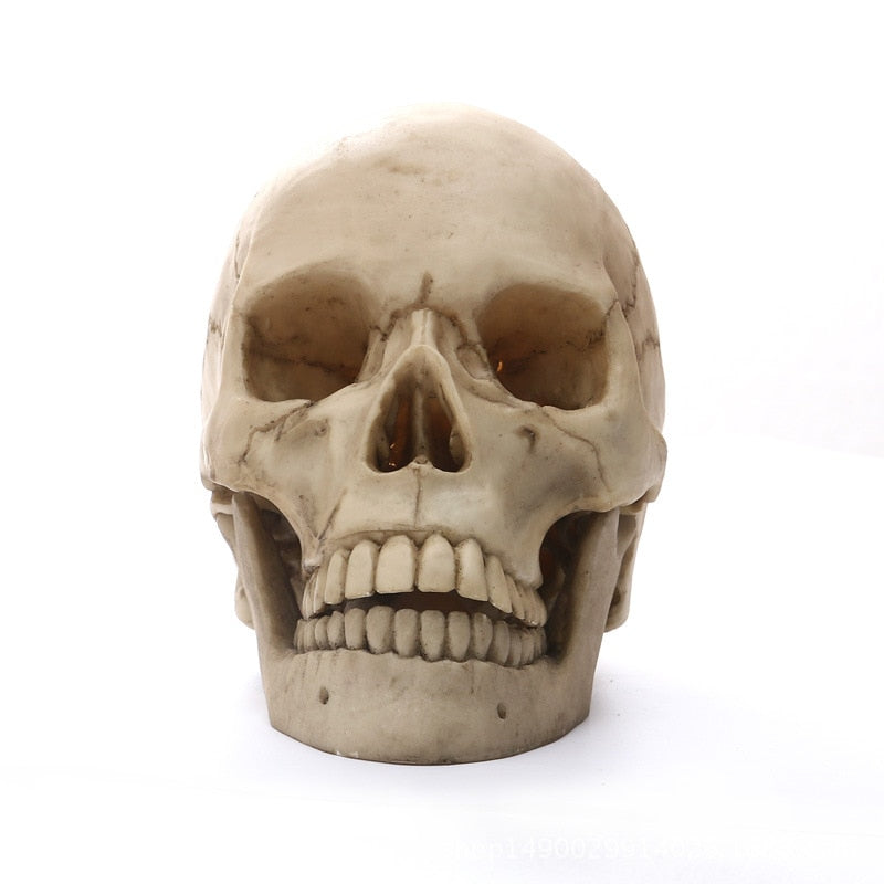 Realistisk Menneskelig Kranie i Resin til Halloween og Undervisning