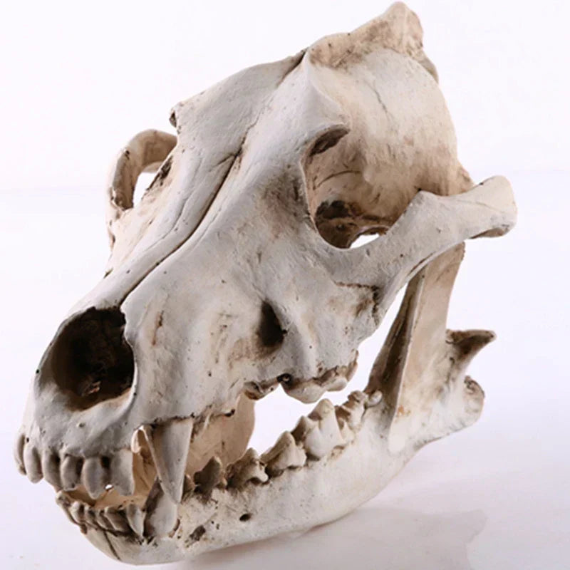 Realistisk Wolf Skulder Skulptur i Harpiks