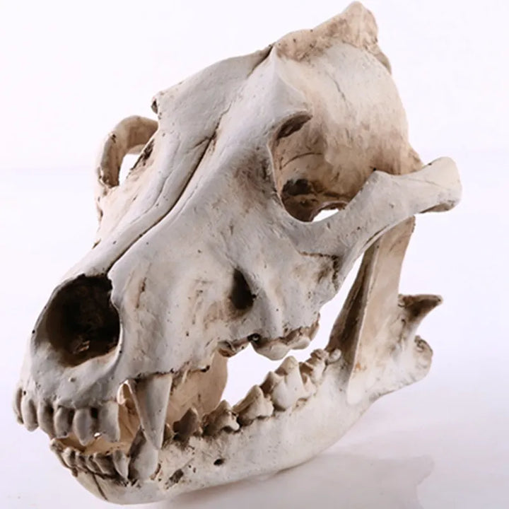 Realistisk Wolf Skulder Skulptur i Harpiks