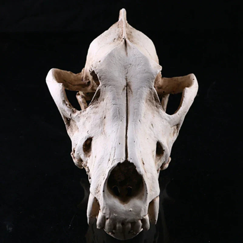 Realistisk Wolf Skulder Skulptur i Harpiks