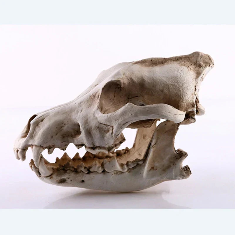 Realistisk Wolf Skulder Skulptur i Harpiks