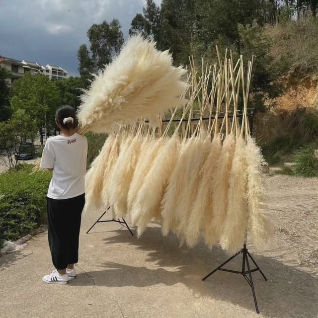 Fluffy Tørrede Pampas Græs Stængler i Naturlig Beige