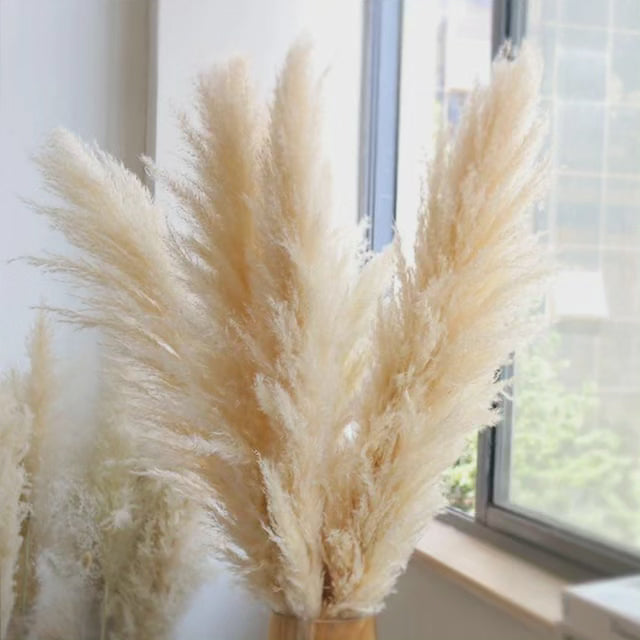 Fluffy Tørrede Pampas Græs Stængler i Naturlig Beige