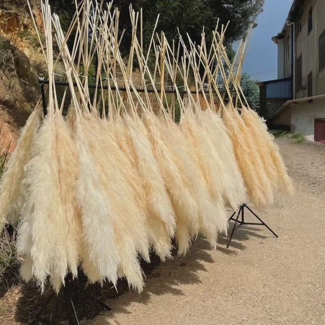 Fluffy Tørrede Pampas Græs Stængler i Naturlig Beige