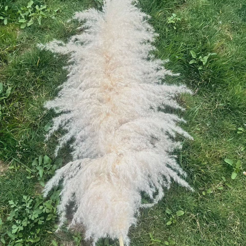 Fluffy Tørrede Pampas Græs Stængler i Naturlig Beige
