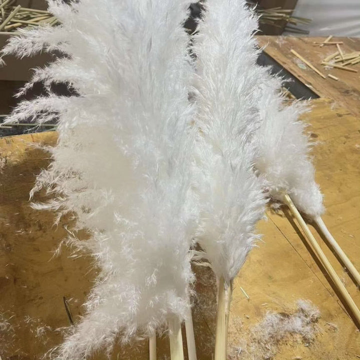Fluffy Tørrede Pampas Græs Stængler i Naturlig Beige