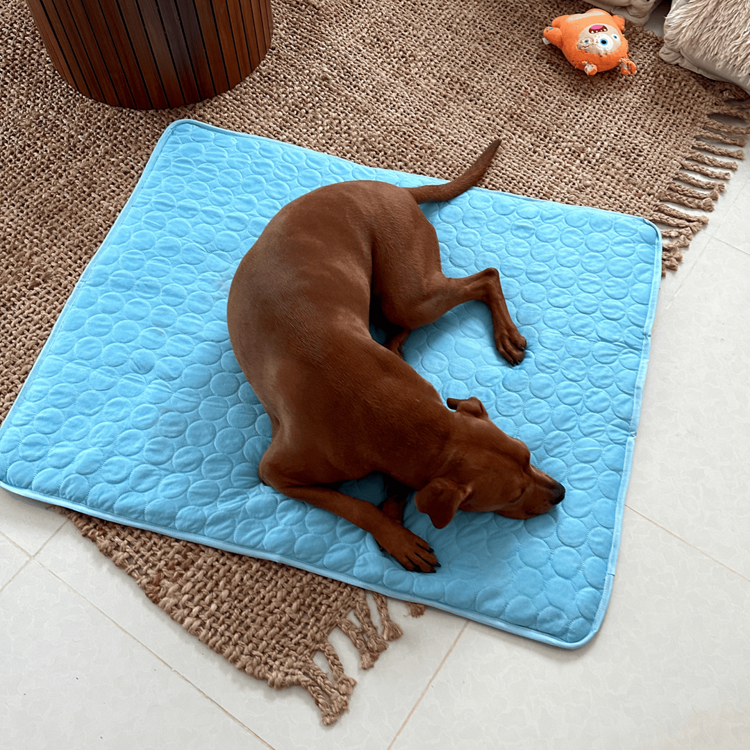 Kølemåtte til Hunde med 4x Køleeffekt - Blå